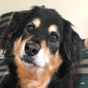 Meet your Posher, Bridget